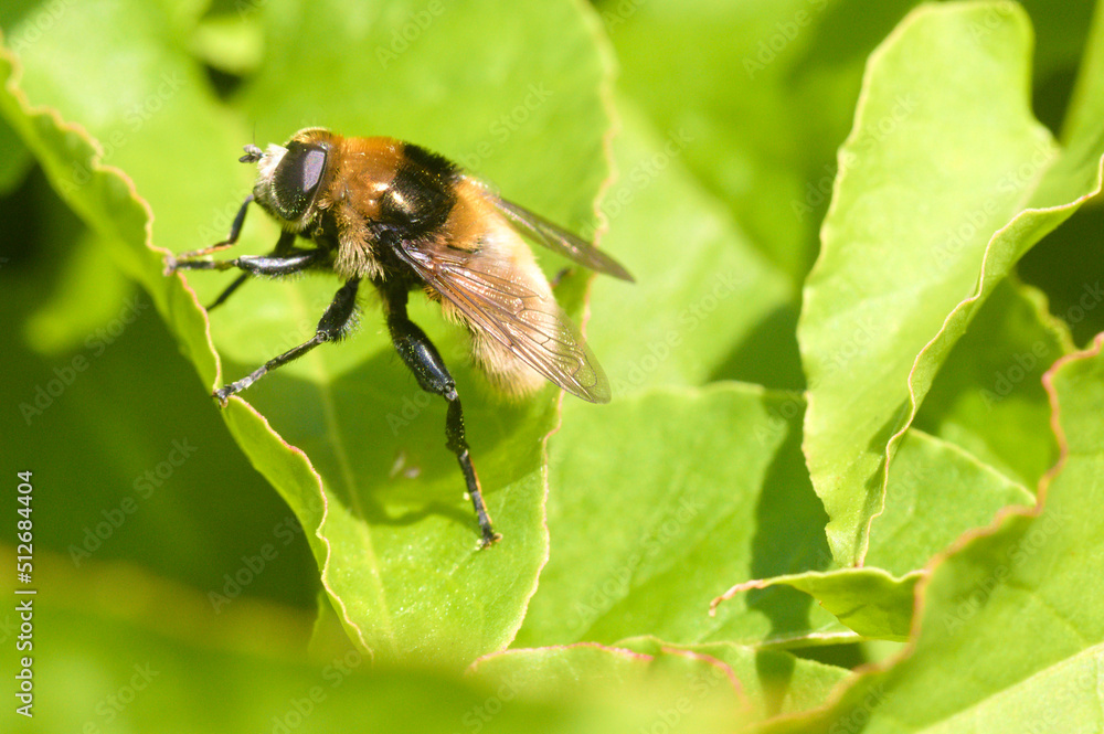 Buff-tailed bumblebee on a green leaf Buff-tailed bumblebee on a green leaf
