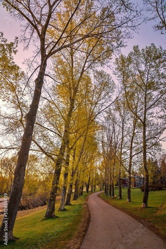 Treelined Road Through A Spring Park