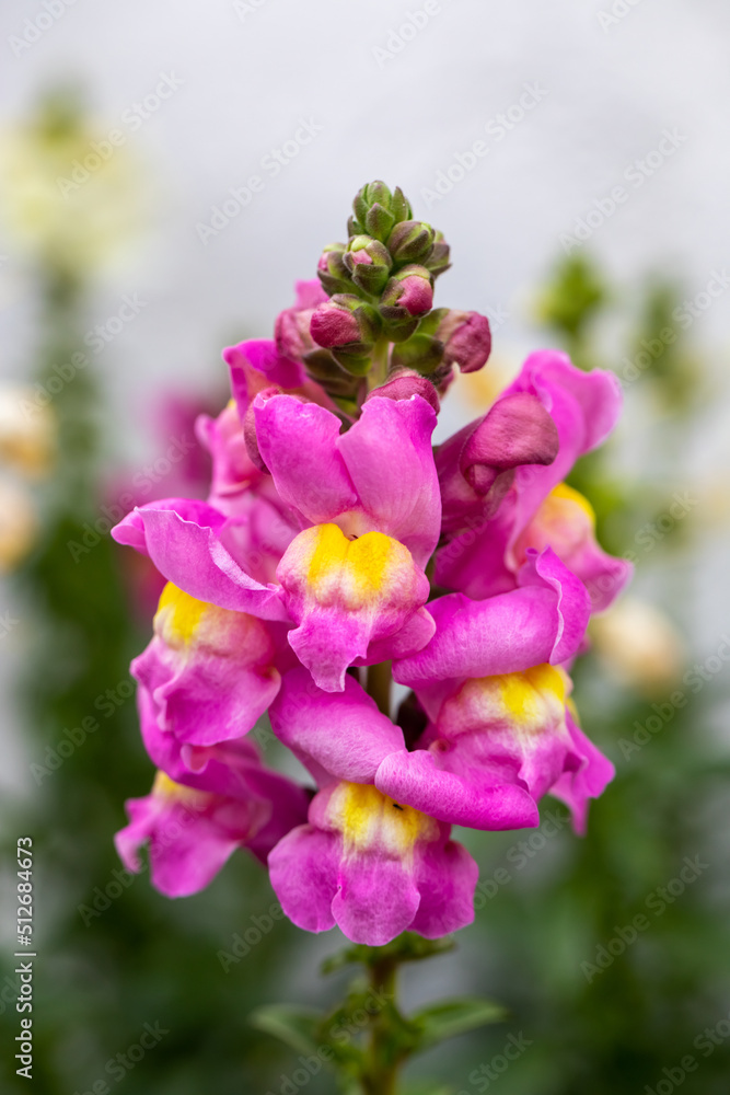 Close-up of colourful Antirrhinum, dragon flowers Close-up of colourful Antirrhinum, dragon flowers