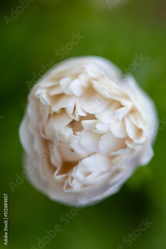 Close-up of Anemone coronaria, the poppy anemone
