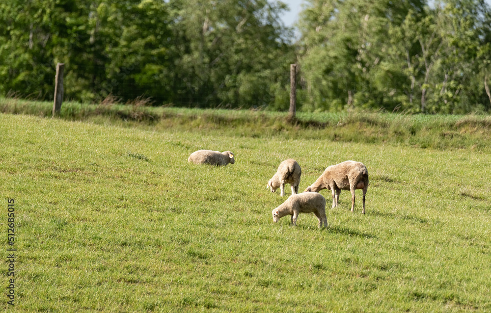 Sheep on a green pasture on a hillside. Fresh spring green grass. Sheep farm.