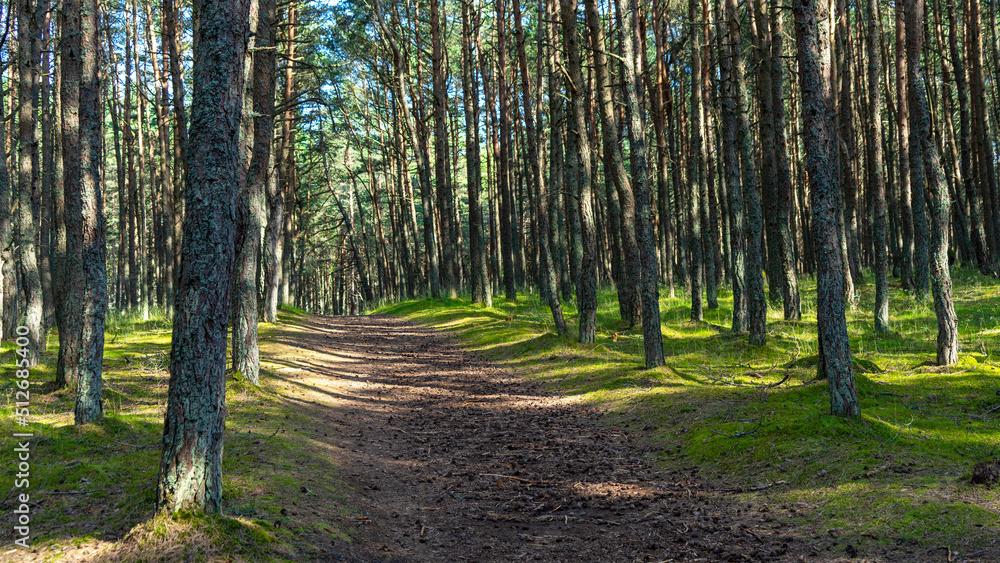 Fabulous dancing forest on green moss illuminated by rays of sunlight on the Curonian Spit, Kaliningrad region, Russia. Trunks of pine trees covered with moss in the forest or woods near of Baltic Sea