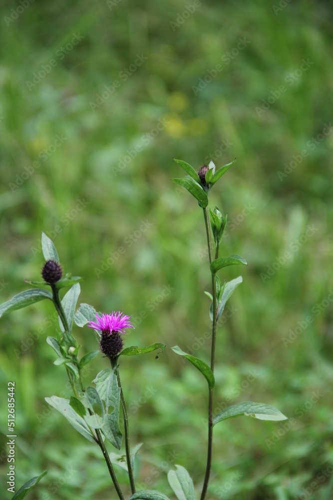 green background purple wild flower macro green background purple wild flower macro