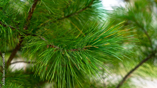 Bright green pine branch close-up © Olga