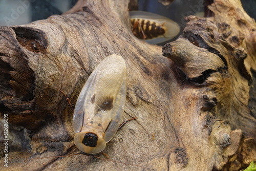 Giant cave cockroaches are one of the largest species of cockroach in the world, reaching up to four inches in length.
