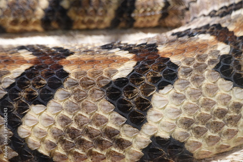 A closeup of a Puff Adder's (Bitis arietans) skin, showing its keeled scales, which refers to the ridge running down the center of each scale.