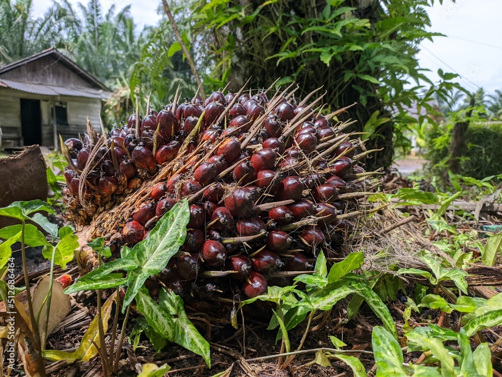 Fototapeta premium Fresh oil palm fruit is harvested in the morning