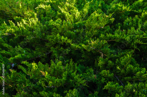 background of spruce branches