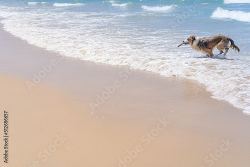 Fotografie, Tablou photo of a yellow sand beach where there is a beautiful brown border collie coming out of the water