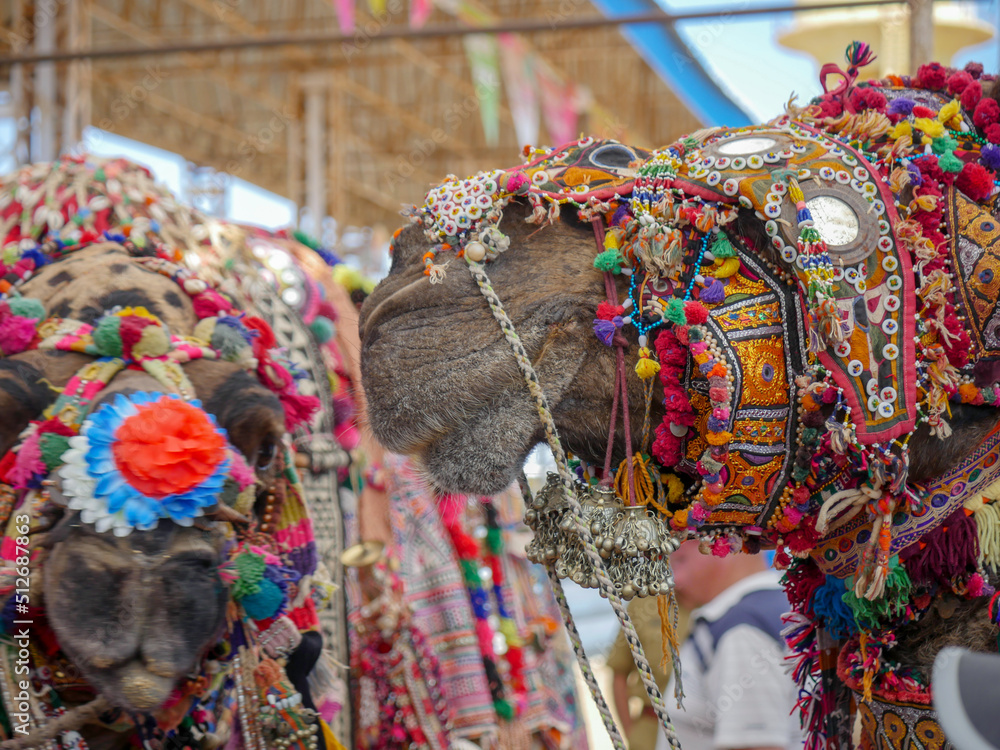Obraz premium Decorated Camel Face Close up Picture in Indian desert rural village