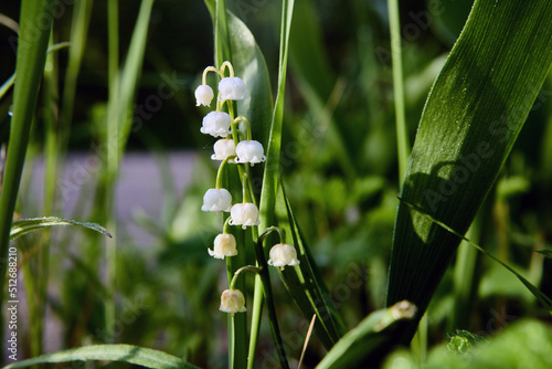 Wild lily of the valley among forest grass. photo