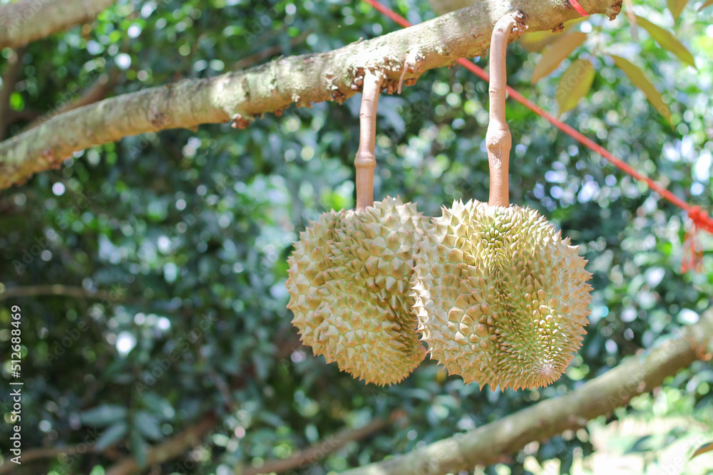 durians on the durian tree in an organic durian orchard. durians on the durian tree in an organic durian orchard.