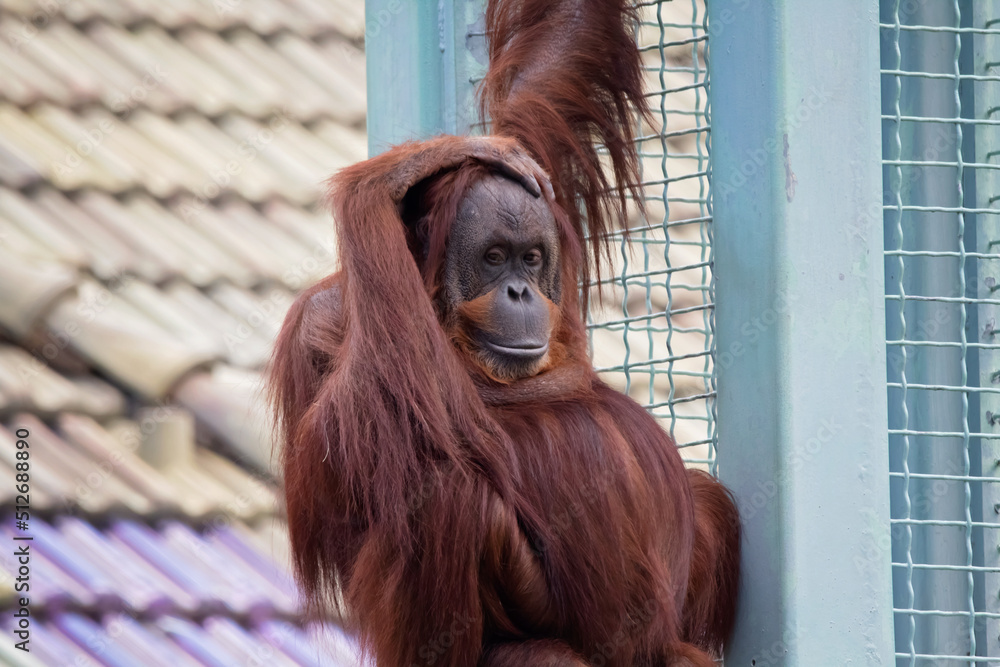 Naklejka premium orangutan