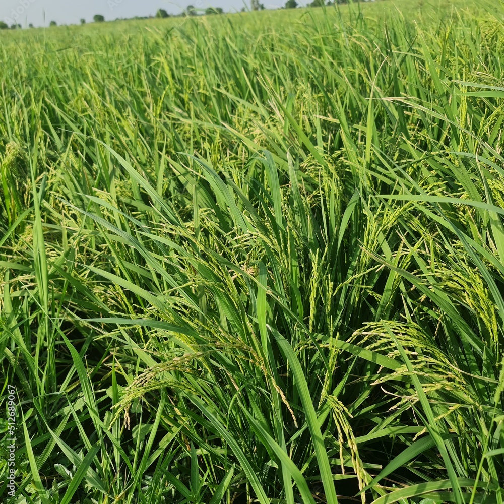 Obraz premium green wheat field
