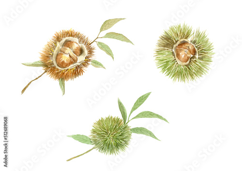 イガ栗の水彩イラストセット　ベクター