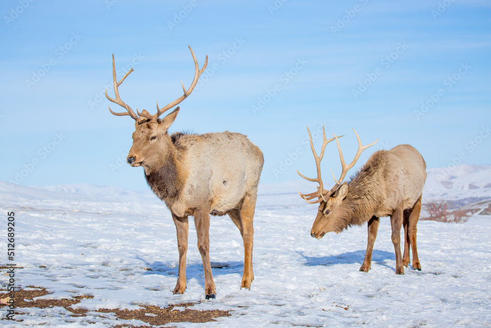 Deer in the snow in the natural streak of the nature reserve in the mountains. The symbol of the New Year and Christmas of the team of Santa Claus, the leader of the pack of the leader of the reindeer Deer in the snow in the natural streak of the nature reserve in the mountains. The symbol of the New Year and Christmas of the team of Santa Claus, the leader of the pack of the leader of the reindeer