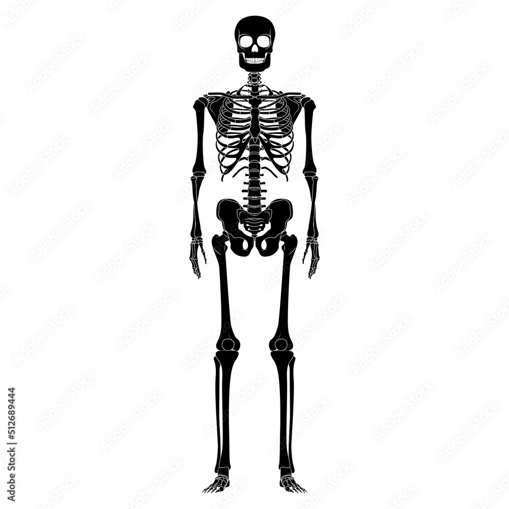 Skeleton Human silhouette body bones - hands, chests, heads, vertebra, pelvis, Thighs front Anterior ventral view flat black color concept Vector illustration of anatomy isolated on white background