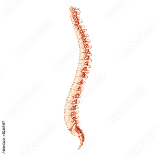 The human vertebral column spine anatomy side lateral with Intervertebral disc. Vector flat 3D realistic concept illustration in natural colors, spine isolated on white background.