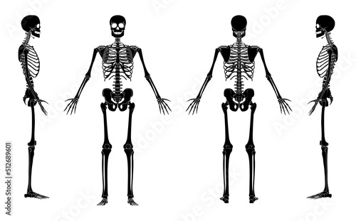 Set of Skeleton silhouette Human bones hands, legs, chests, heads, vertebra, pelvis, Thighs front back side view. Flat black color concept Vector illustration of anatomy isolated on white background
