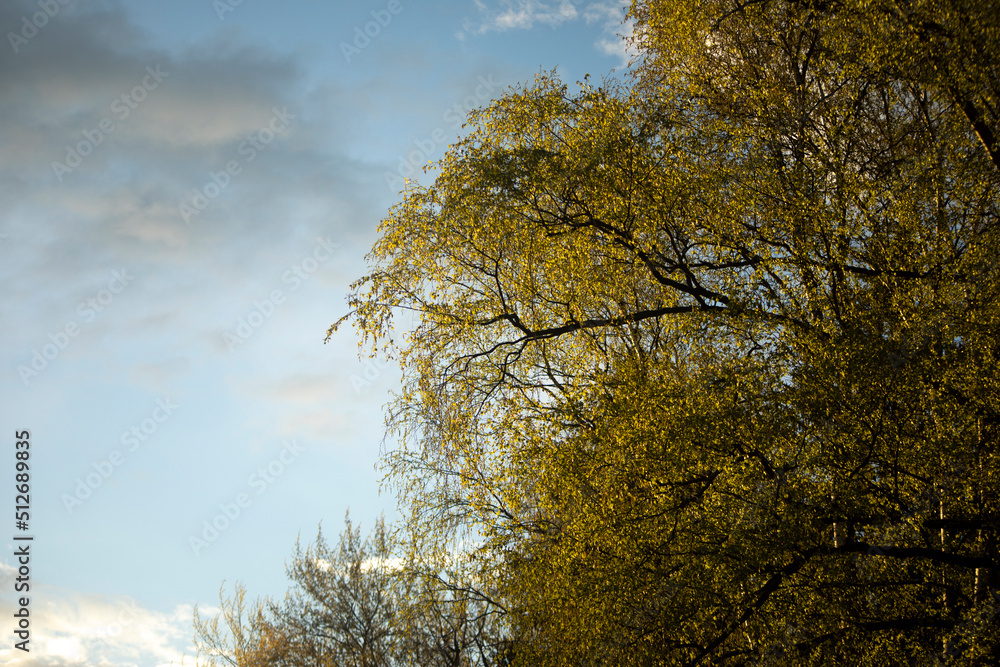 Spring tree. Fresh branches with leaves. Trees in park. Spring tree. Fresh branches with leaves. Trees in park.