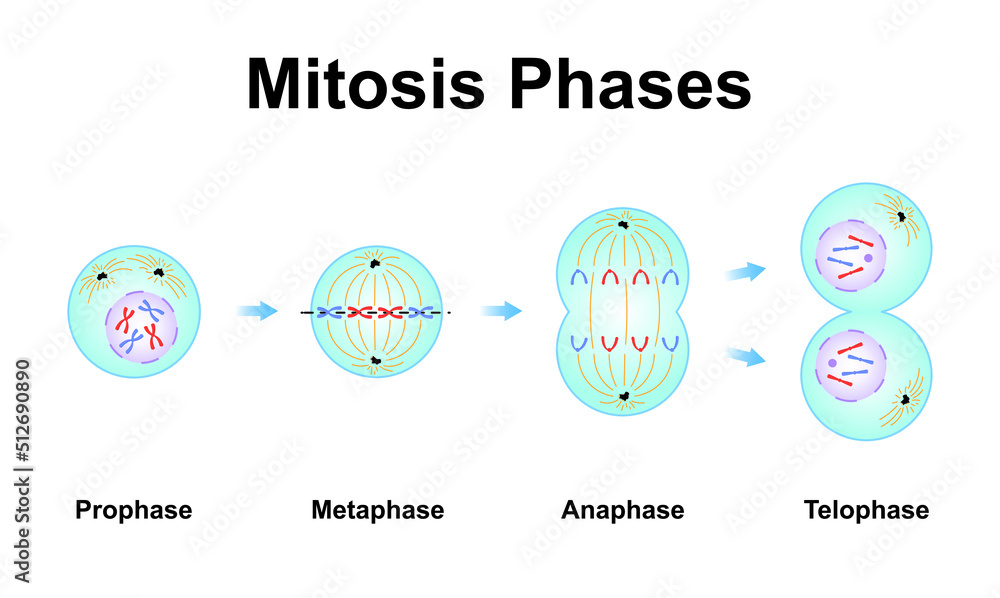 Scientific Designing of Mitosis Phases (Cell Division). Colorful ...