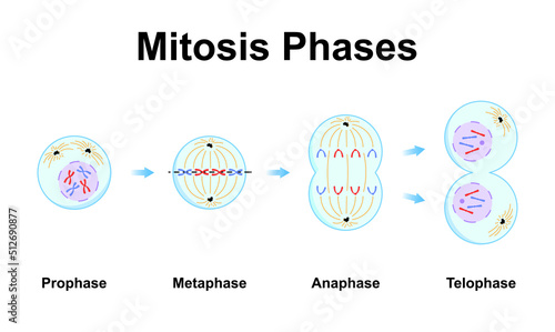 Scientific Designing of Mitosis Phases (Cell Division). Colorful Symbols. Vector Illustration. photo