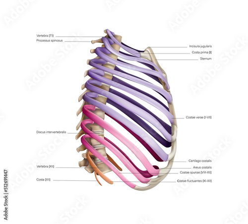The system of rib construction on a white background. Vector 3D illustration