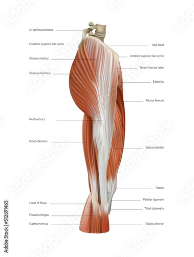 A group of muscles of the human thigh, their structure on a white background. Vector 3D illustration