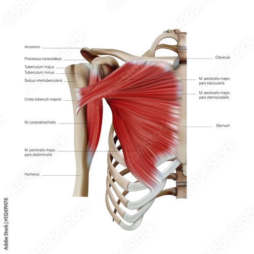 Anatomy and structure of the pectoral muscles of the trunk on a white background. Vector 3D illustration