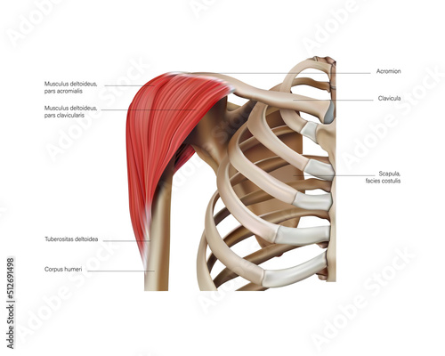 Anatomy and location of the muscles of the shoulder on a white background. Vector 3D illustration