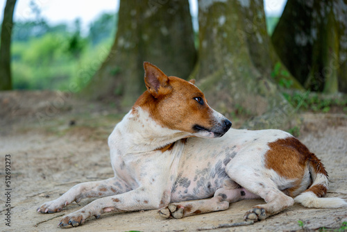 Fototapeta Naklejka Na Ścianę i Meble -  A dog is lying down and resting