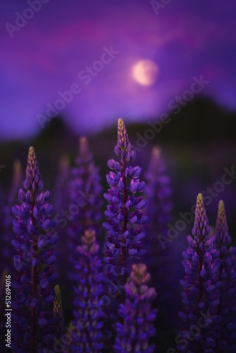 Purple lupine flowers on the background of the night sky with a full moon.