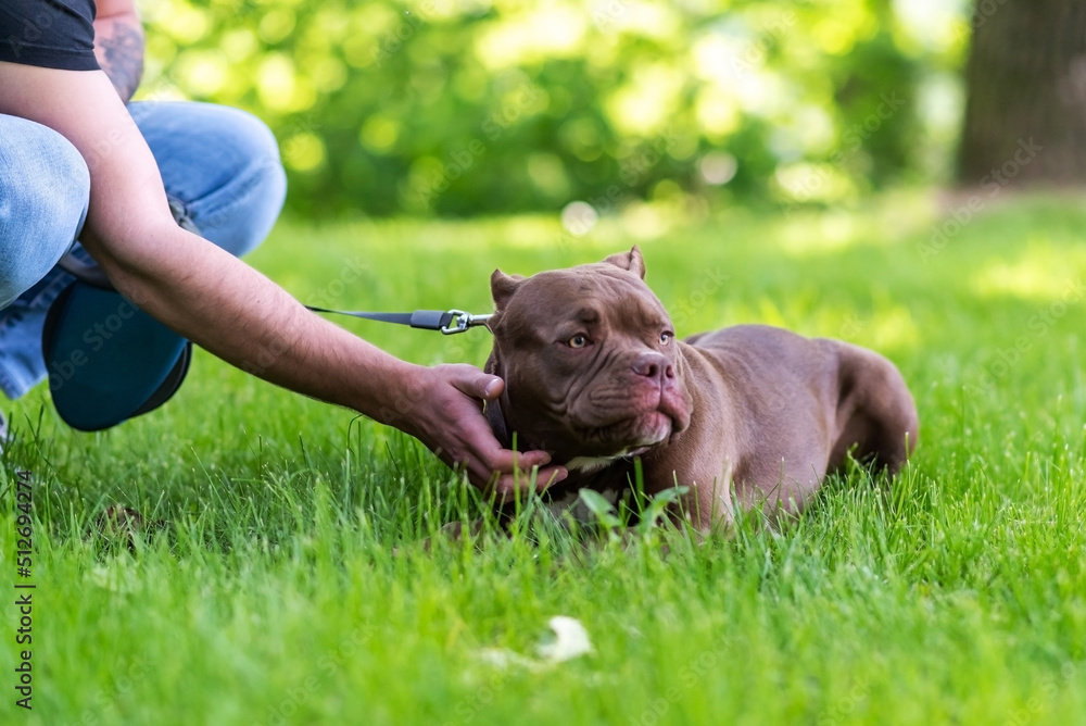 Beautiful brown pit bull, in the grass on a leash.