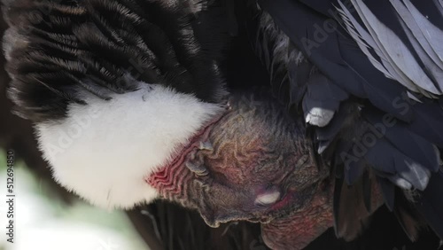 This slow motion video shows a close up view of a Andean Condor (Vultur gryphus) as it finishes preening it's feathers. photo