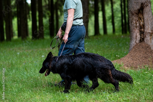 Black German Shepherd walking in the park. © Artsiom P