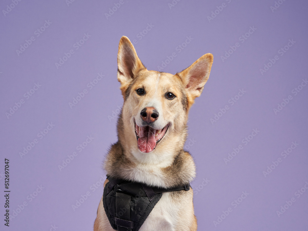 portrait of a beautiful dog lilac background. Mix of breeds. Sweet Pet in the studio portrait of a beautiful dog lilac background. Mix of breeds. Sweet Pet in the studio