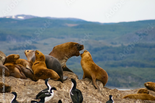 Group of sea lions on rocks in Fuegian Patagonia