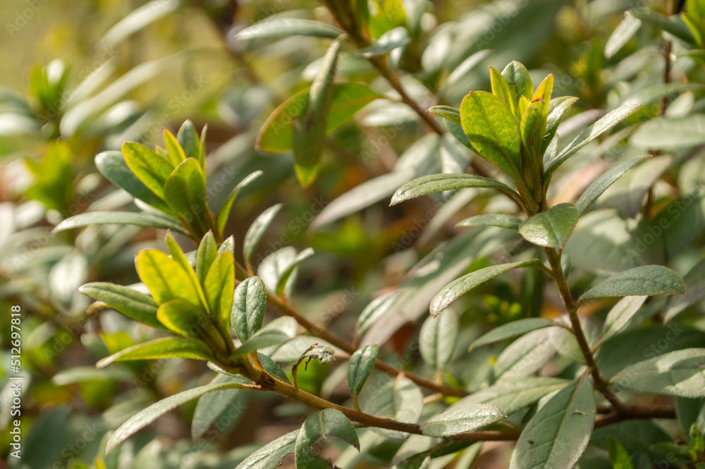 Obraz premium green leaves background