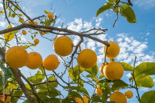 lemon tree