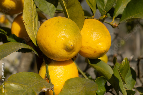 lemon tree