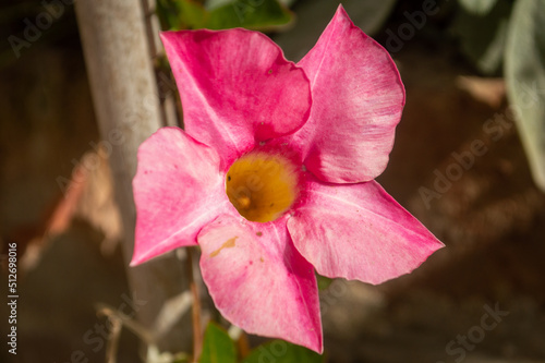 pink flower