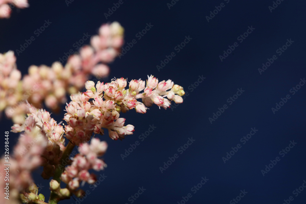 White flower blossoming close up botanical background high quality big size prints astilbe japonica family saxifragaceae wall posters White flower blossoming close up botanical background high quality big size prints astilbe japonica family saxifragaceae wall posters
