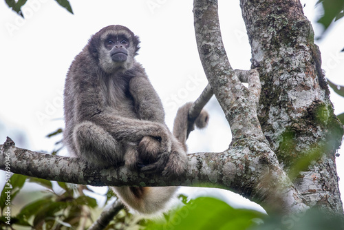 Foto Muriqui-do-norte (Brachyteles hypoxanthus)  -