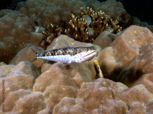 A sand Lizardfish resting on a coral Boracay Island Philippines photo