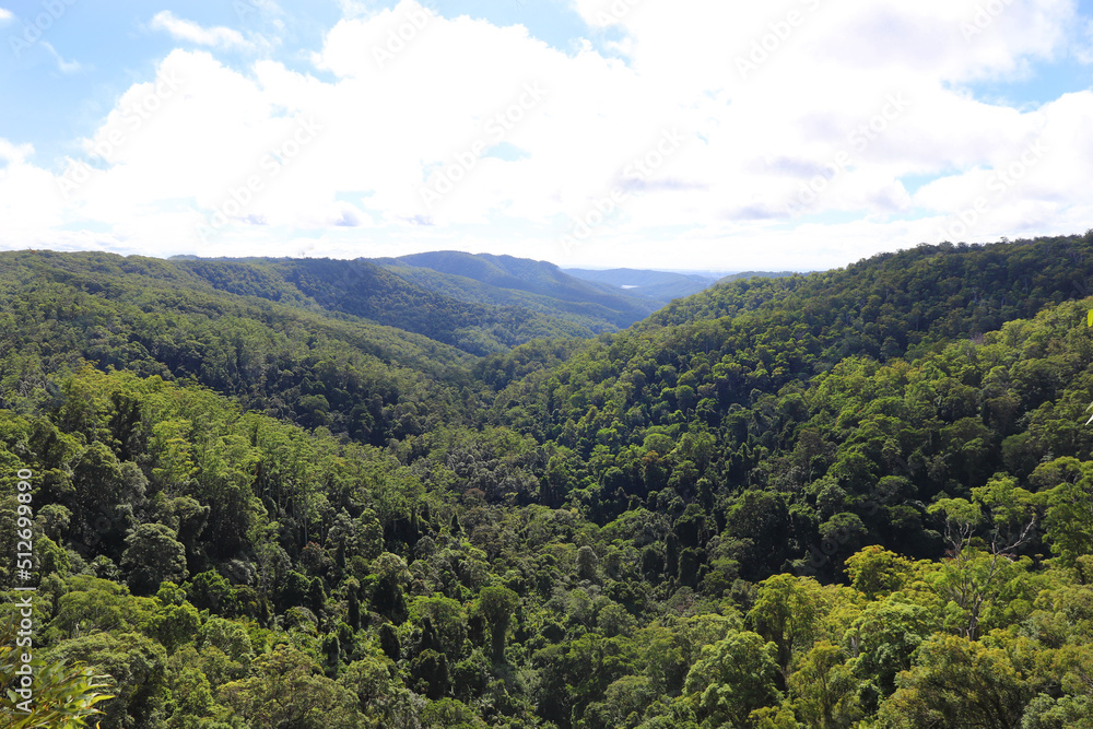 Spectacular views over the rainforest