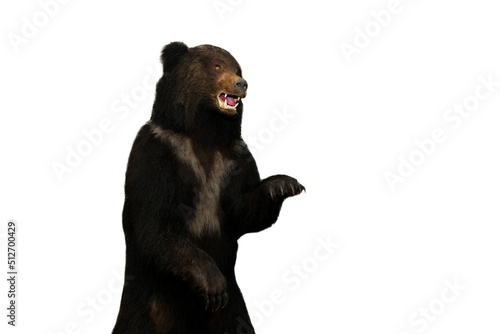 Close-up of the taxidermy of a brown bear on a white background of Primorsky Krai. photo