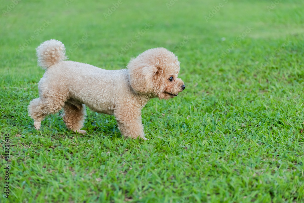 Yellow poodle puppy walking on the grass Yellow poodle puppy walking on the grass