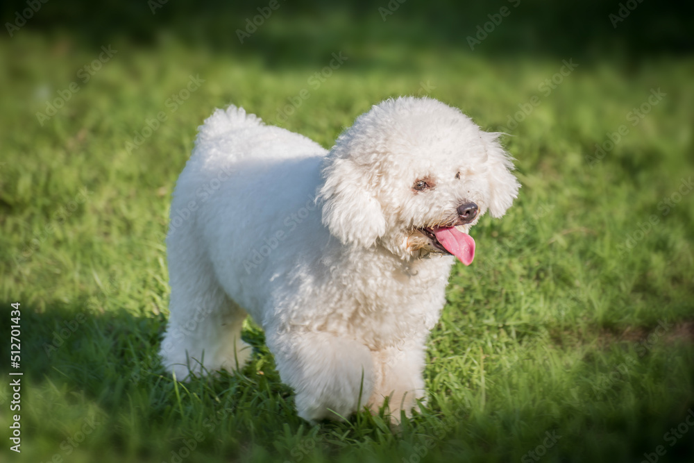 White poodle puppy walking on the grass