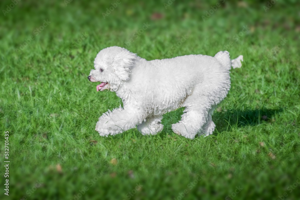 White poodle puppy walking on the grass
