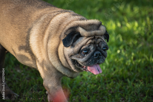 French bulldog puppy walking on the grass